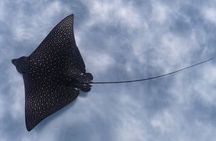 An Eagle Ray and Turtle Tour-Small Groups & Photography Included