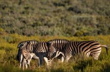 Half Day Cape Of Good Hope and Penguins Tour