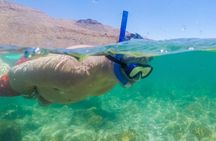 Espíritu Santo Island: snorkel SEA LIONS and Balandra Small Group