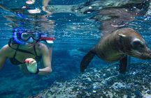 Espíritu Santo Island: snorkel SEA LIONS and Balandra Small Group