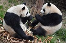 Dujiangyan/Wolong Panda Sanctuary day tour option panda keeper