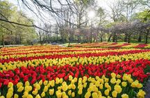 Private Taxi to Keukenhof Tulip Fields & Flowers From Amsterdam