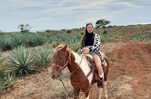 Jungle and Beach Horseback ride Tour in Pacific Coast
