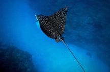 An Eagle Ray and Turtle Tour-Small Groups & Photography Included