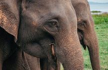 Minneriya National Park Elephant Safari – from Sigiriya