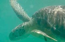Akumal Bay snorkeling, plus 3 cenotes and great food
