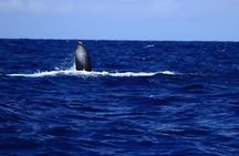 Kona's Guaranteed Whale Watch: An Unforgettable Ocean Encounter