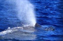 Kona's Guaranteed Whale Watch: An Unforgettable Ocean Encounter