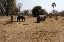 Exclusive Game Drive & White Rhino Safari in Livingstone Zambia