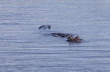 Exclusive Game Drive & White Rhino Safari in Livingstone Zambia
