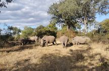 Exclusive Game Drive & White Rhino Safari in Livingstone Zambia