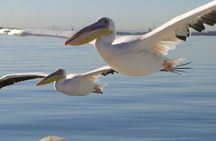 Marine Dune Day: Catamaran Cruise and Sandwich Harbor Dune Drive