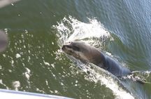 Marine Dune Day: Catamaran Cruise and Sandwich Harbor Dune Drive