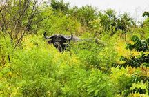Hluhluwe Imfolozi Park Excursion