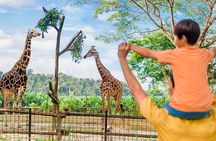 Singapore Zoo 