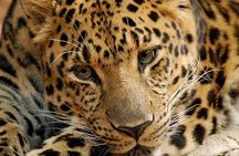 6 Day Camping Safari Small Group Tour