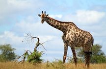 Kruger National Park Full Day Safari (Hoedspruit)