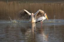 From Victoria falls Sunrise to sunset safari Chobe national park