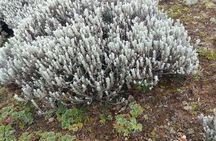 2 night 3 Days Bale Mountains Scenic Driving Tour