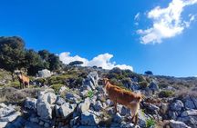 Lasithi plateau,wine and olive oil tasting,Greek Mythology park