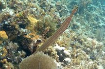 Incredible Negril Guided Snorkeling To Reef, Anchor, and Cannon