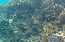 Incredible Negril Guided Snorkeling To Reef, Anchor, and Cannon
