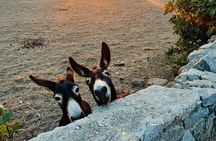 Private Tour: 3 Hours Mykonos Island Tour