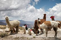 Colca Canyon Full Day Tour From Arequipa
