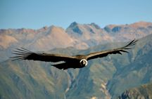 Colca Canyon Full Day Tour From Arequipa