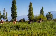 Uco Deluxe: Best wineries and real “asado argentino”
