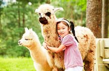 Nami+Alpaca+Garden of Morning Calm (+Rail Bike Option)