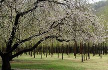 Nami Island, Garden of Morning Calm Tour with Rail Bike Option