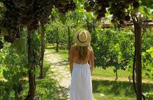 Romantic Lunch in the Vine Rows in Tuscany