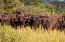 Nairobi National Park Jeep Private Tour with admission