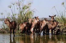 Crescent Island Lake Naivasha tour