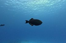 Private Snorkeling Tour on 3 Sites in Cozumel 