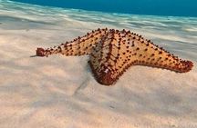 Private Snorkeling Tour on 3 Sites in Cozumel 