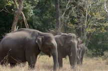 From Kolkata-4 days Saranda Forest Elephant corridor Tour