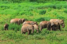 From Kolkata-4 days Saranda Forest Elephant corridor Tour
