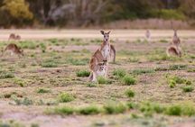 Kangaroos and Mountain Views Day Tour from Gold Coast