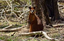 Kangaroos and Mountain Views Day Tour from Gold Coast