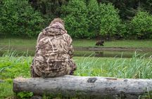 Pack Creek Bear Viewing