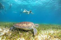 El Cielo Cozumel Snorkeling trip by Catamaran
