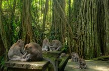Ubud Guided Tour Monkey Forest, Waterfall, Temple & Rice Terrace.