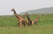 1 Day Akagera Game Drive Safari