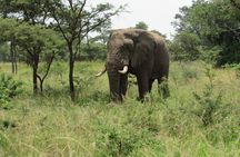 1 Day Akagera Game Drive Safari
