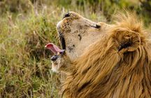 Full-Day Hlane Royal National Park Safari from Manzini