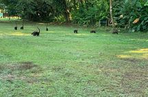 8 Hour Experience in Corcovado National Park