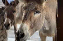 Oatman – Old Western Town RT66 Museum Black Mountain Scenic Drive