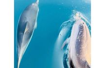 Escursioni in barca Taormina Giardini Naxos Isola bella